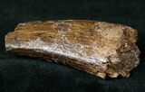 Partial Daspletosaurus (Tyrannosaur) Tooth #14746-2